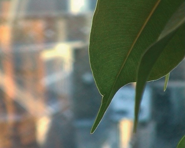 Lisa Pock, Still Life, London 2003